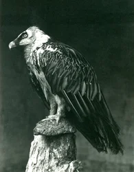 Um Lammergier, ou urubu-barbudo, no zoológico de Londres, em junho de 1914
